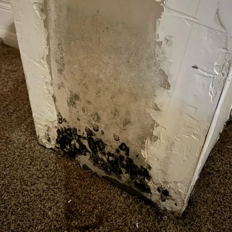 Professional Mold Removal in Summerside, OH